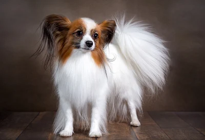 Papillon