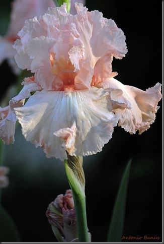 5 IRIS HAPPENSTANCE_DSC4845X1