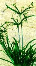Rumput Teki Sebagai Obat Peluruh Haid