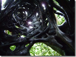Cape Trib 018