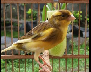  ialah jenis burung peliharaan paling terkenal Info Mengenal Jenis-Jenis Burung Kenari plus Foto