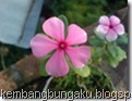 tapakdara02_thumb1