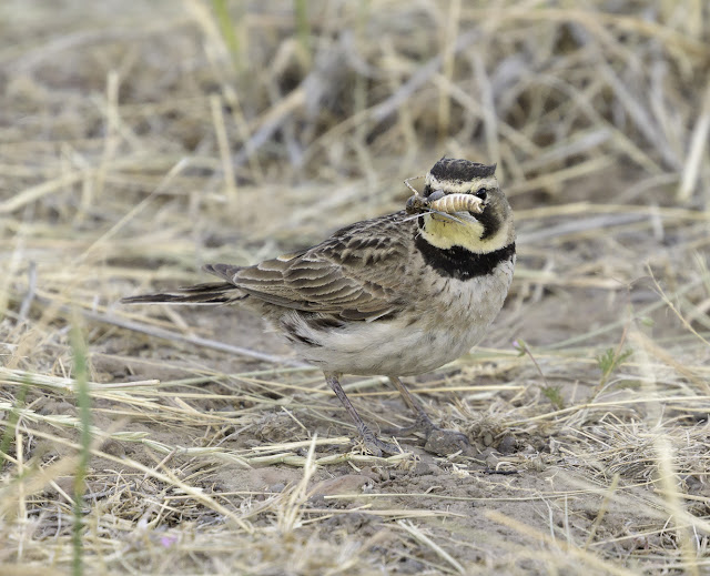 Horned Lark with a grasshopper in its beak