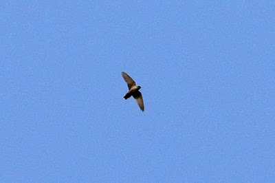 "Eurasian Crag-Martin - Ptyonoprogne rupestris ,not uncommon winter visitor gracing Mt Abu sky."