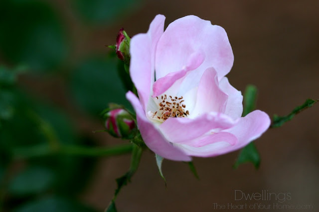 Pink knock out rose