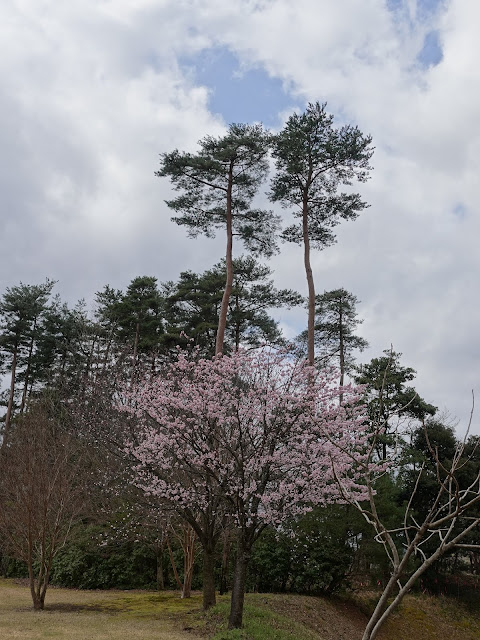 とっとり花回廊　桜の広場