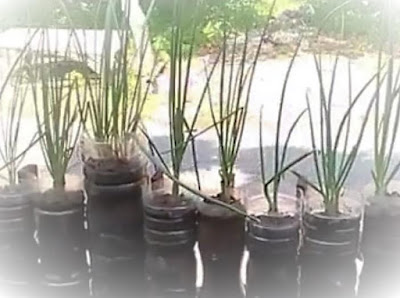 cara menanam daun bawang dalam pot