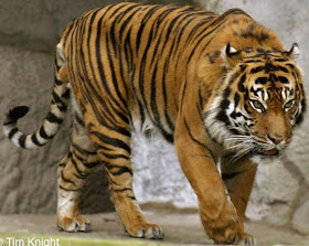 Sumatran Tiger