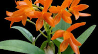 Anggrek Cattleya aurantiaca "Guarianthe aurantiaca"