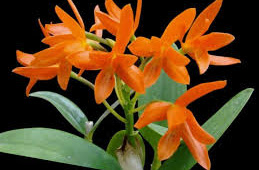 Anggrek Cattleya aurantiaca "Guarianthe aurantiaca"