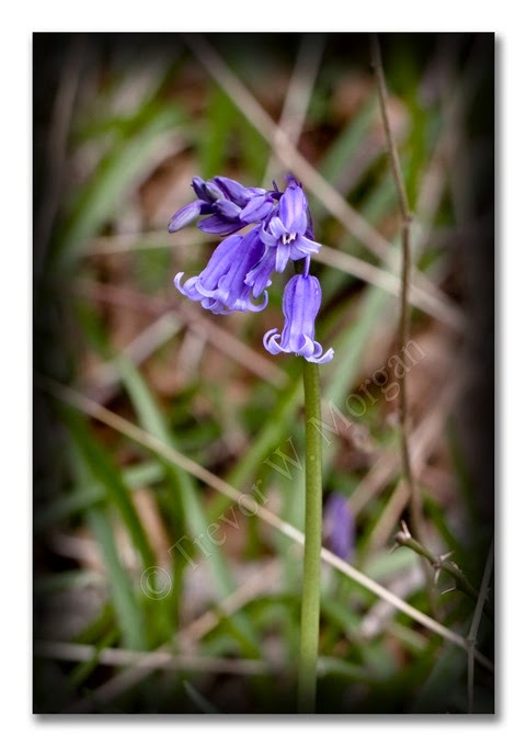 Spring 1 Bluebell