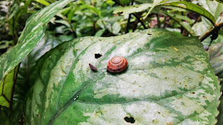 Serangga ada di atas daun dalam hutan