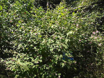 野棉花