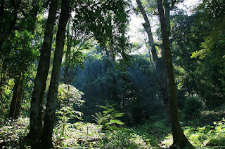 Wisata Taman Nasional Gunung Palung