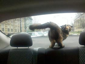 Funny cats - part 78 (35 pics + 10 gifs), cat pics, cat playing in car