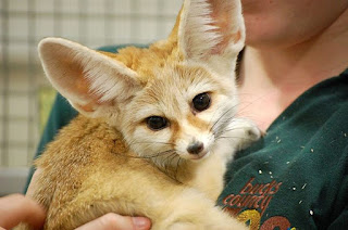 jual fennec fox,  jual fennec fox kaskus,  jual fennec fox di indonesia,  jual fennec fox indonesia,  jual binatang rubah fennec,  harga jual fennec fox,  jual fennec,  harga fennec fox di indonesia,  fennec fox di jual,  harga rubah fennec, 