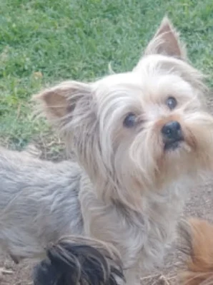 Nikitha female Yorkie