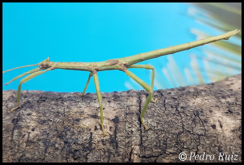 Ninfa macho L4 de Haplopus micropterus, 6 cm de longitud