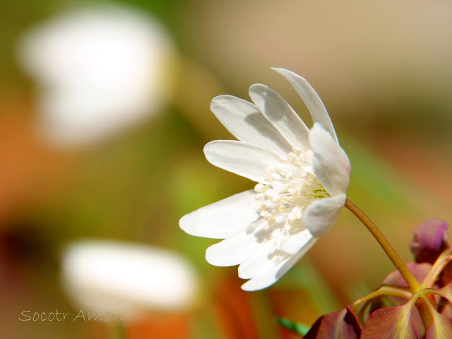 Anemone raddeana