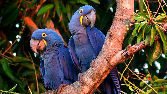 Pictures Of Macaws Birds