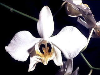 Anggrek bulan (Phalaenopsis amabilis)