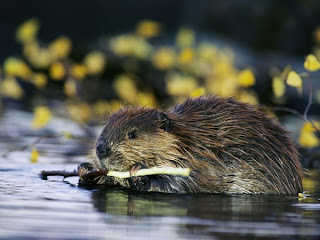 beaver