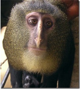 ap_new_monkey_species_jp_120913_wblog