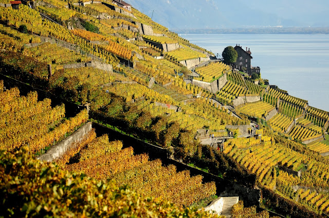 ruta viñedos suiza