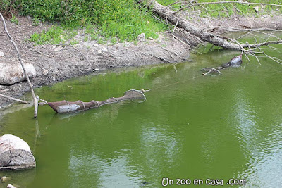 Nasas instaladas para la captura de tortugas