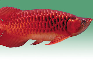 Dragon Fish Arowana Beauty