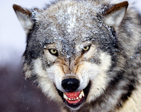 wolf wolve dog