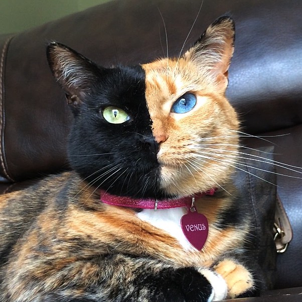 Venus the Two Face Cat