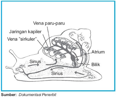 Alat sirkulasi darah siput terdiri atas jantung dan Pintar Pelajaran Sistem Peredaran Darah pada Siput Mollusca