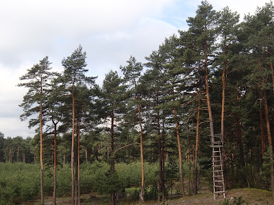 Park Krajobrazowy Orlich Gniazd, wiosenny las, grzyby wiosenne, grzyby w maju, śluzowce, samotek zmienny Reticularia lycoperdon, maślanka wiązkowa (łysiczka trująca) – Hypholoma fasciculare, piestrzenica kasztanowata Gyromitra esculenta