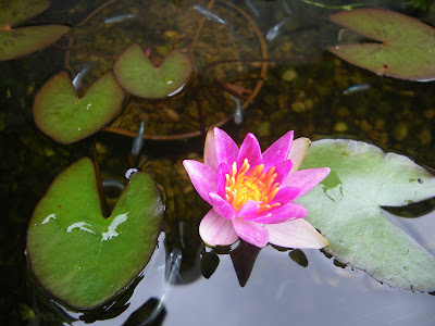 姫睡蓮の育て方 植え替え 成長 花が咲く メダカの大工