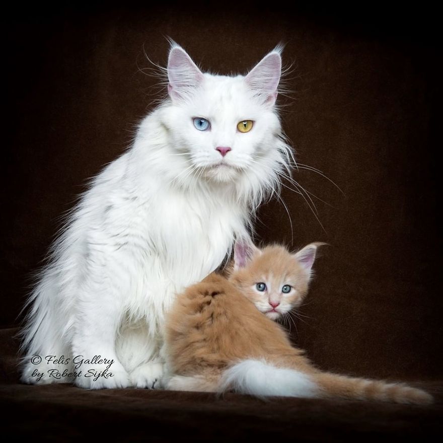 44 Breathtaking Pictures Show The Majestic Beauty Of Maine Coons