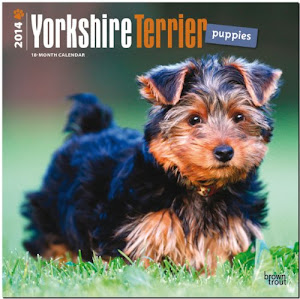 Yorkshire Terrier Puppies 2014 Wall Calendar