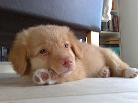 Cute dogs - part 8 (50 pics), cute puppy lays on floor