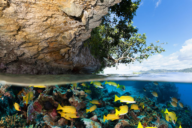 PADI IDC Indonesia