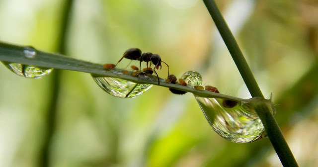 where-do-ants-go-when-it-rains-1