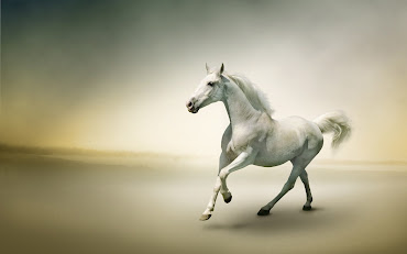 #14 Horse Wallpaper