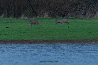 Wildlifefotografie Rehe Rotwild Naturfotografie Lippeaue Olaf Kerber