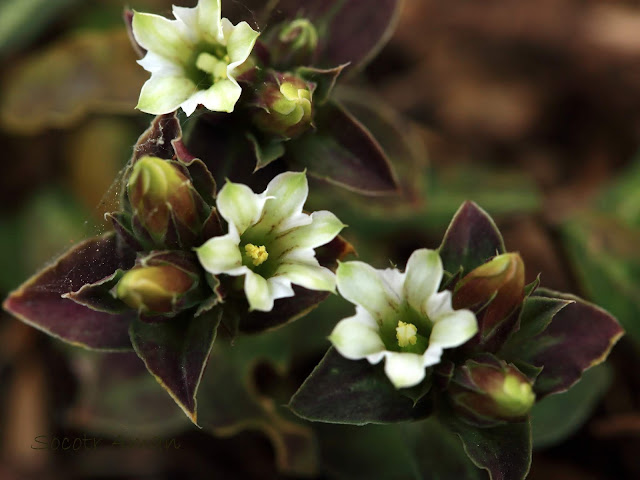 Gentiana zollingerii