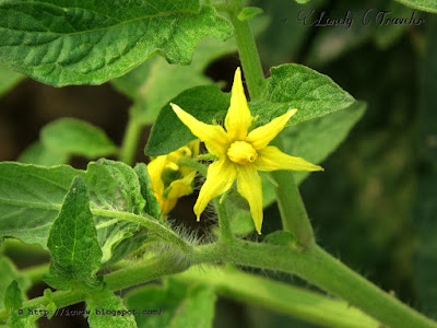 Tomato flower - Solanum lycopersicum