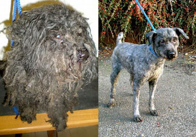 Before and After Animal Rescue Seen On lolpicturegallery.blogspot.com