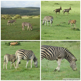 safári na Shamwari Game Reserve, África do Sul