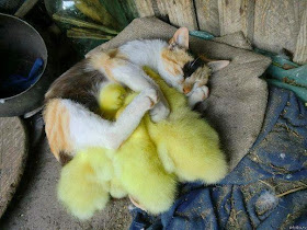 Funny animals of the week - 7 March 2014 (40 pics), baby chicks cuddle with cat