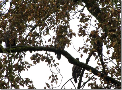 Spot the eagle