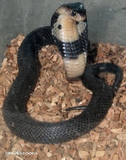  Gambar  Ular  Cobra Warna Hitam  dan Merah