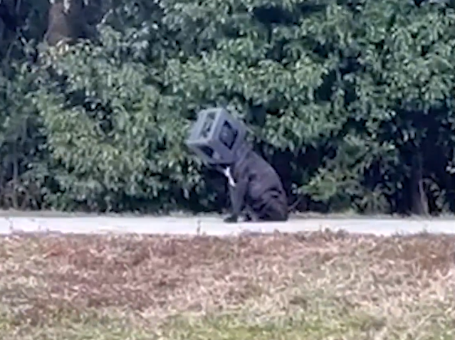 dog with box on its head